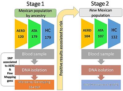 MS4A2-rs573790 Is Associated With Aspirin-Exacerbated Respiratory Disease: Replicative Study Using a Candidate Gene Strategy